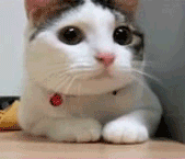 cat is like no photo nocat_zps7910ea7a.gif