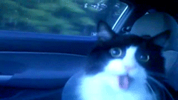 excited stoned cat photo tumblr_m301feBjlr1r5kyvmo4_250_zps96e92a19.gif