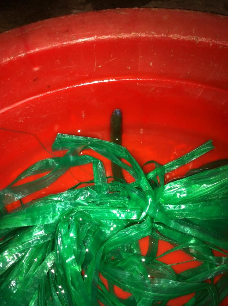 Bệnh ở lươn,mong mọi người giúp đỡ