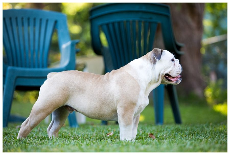 IMAGE: http://i1281.photobucket.com/albums/a510/jskaggs72/Wilbur9_zps3bb10581.jpg