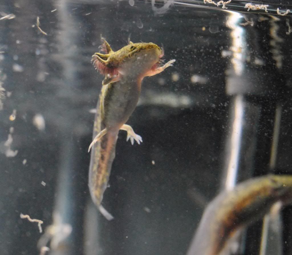 My Axolotl breeding journal (lots of pic)! Page 9