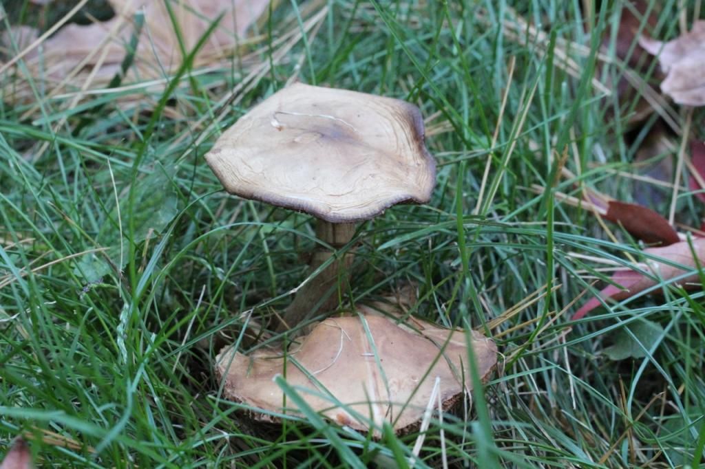 tan-capped mushrooms