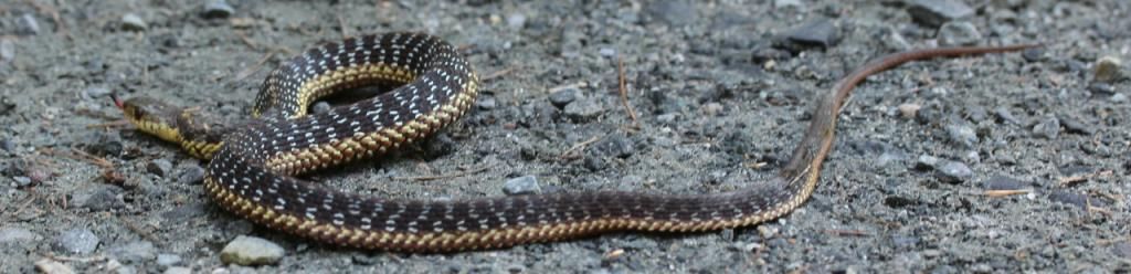 a garter snake?