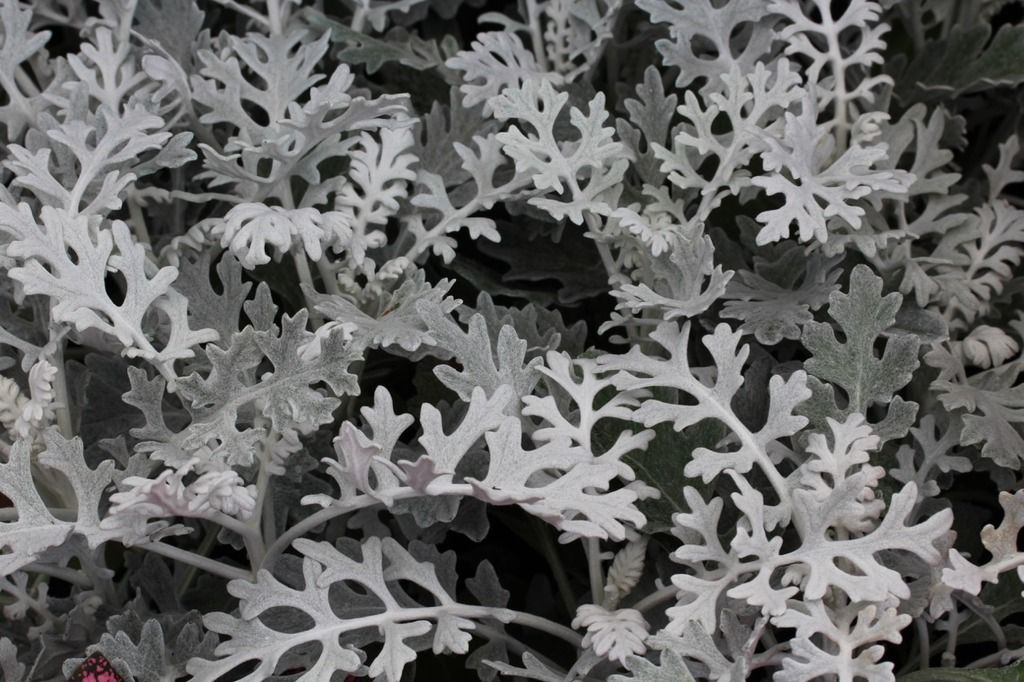 fuzzy gray-white plants look almost like a black-and-white photo except there"s a pink and green leaf peeking into the frame at the bottom left