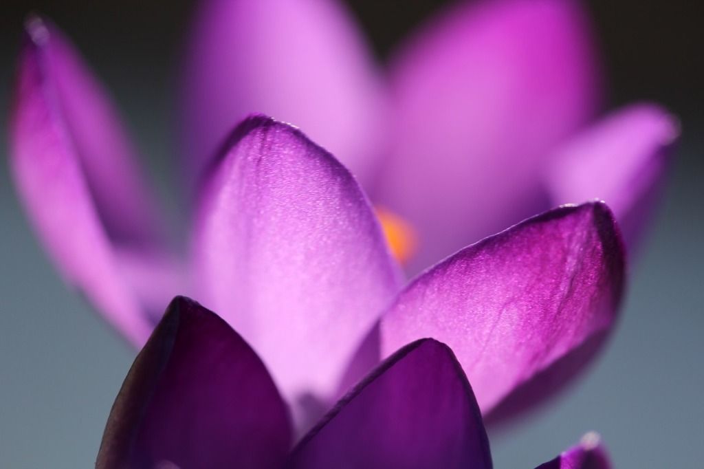 closeup of purple crocus flowers, back-lit by the setting sun