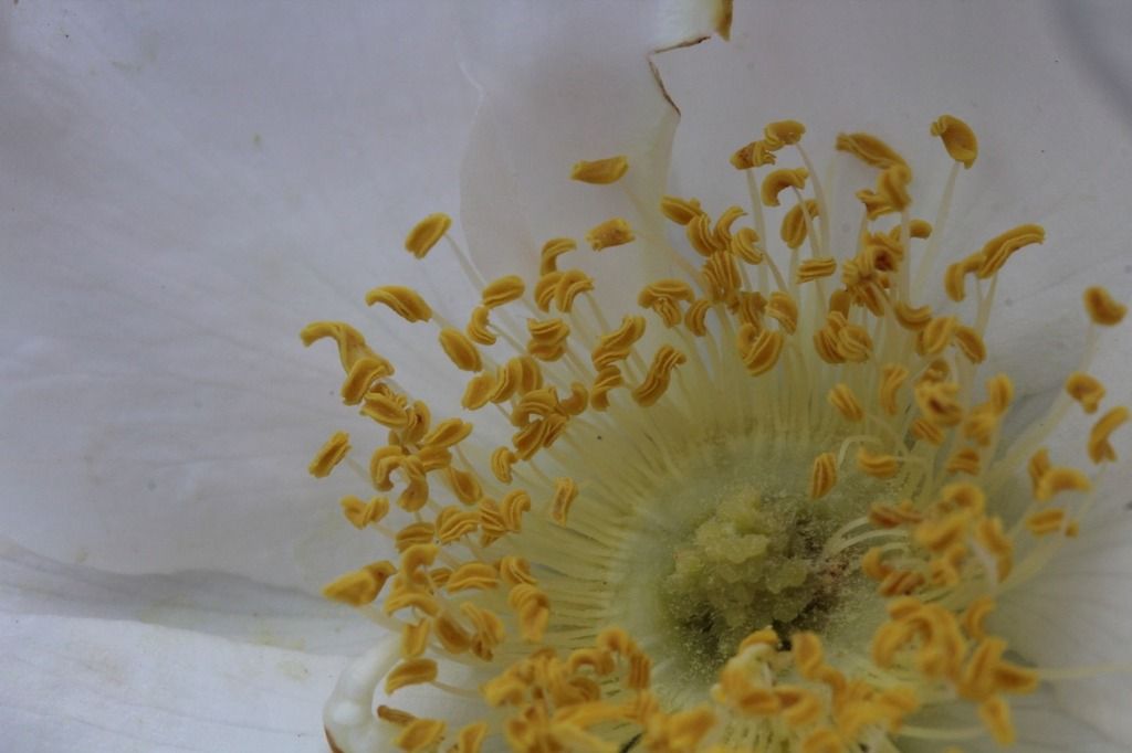 a closeup of the center of a Henry Hudson rose