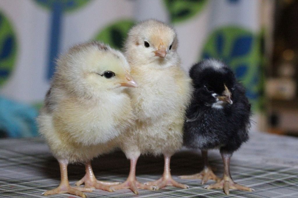 three chicks, two yellow and one black, in a row
