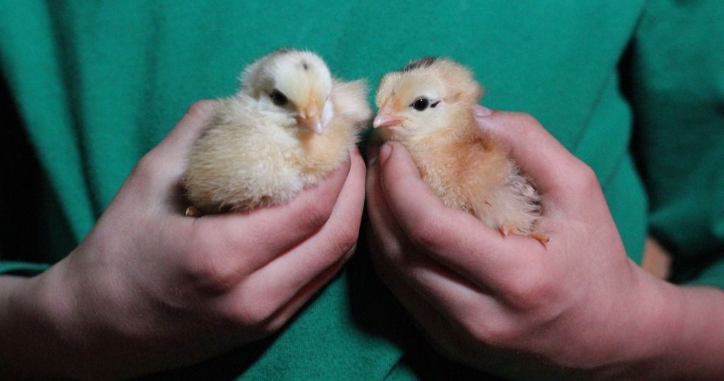 two birds in two hands against the background of a green shirt