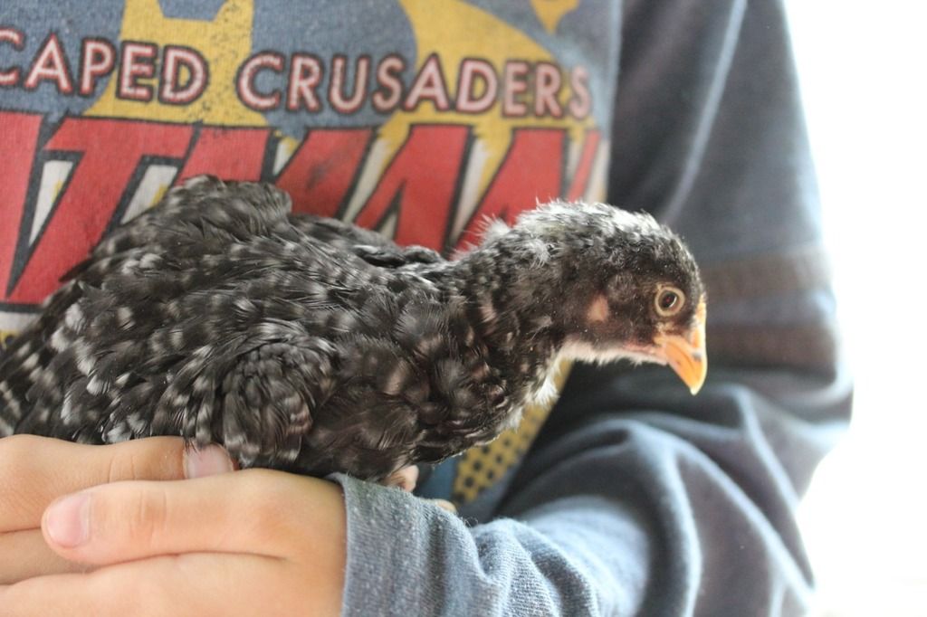 a dark-gray-and-white bird in the arms of someone wearing a Caped Crusaders t-shirt