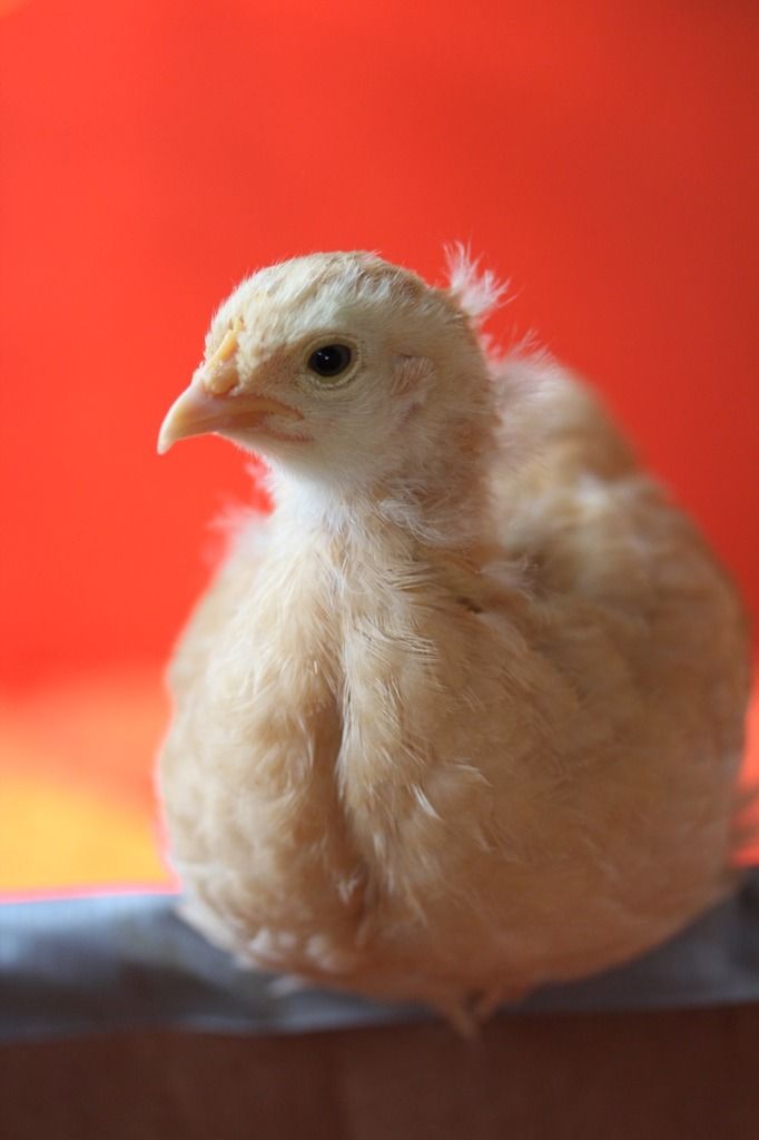 a small yellow chicken against a red background