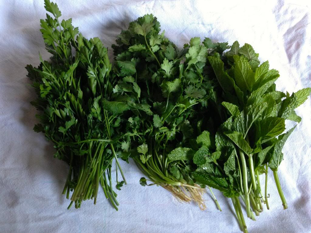 Parsley mint coriander