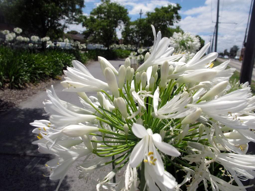 Agapanthus-St-Georges-Rd