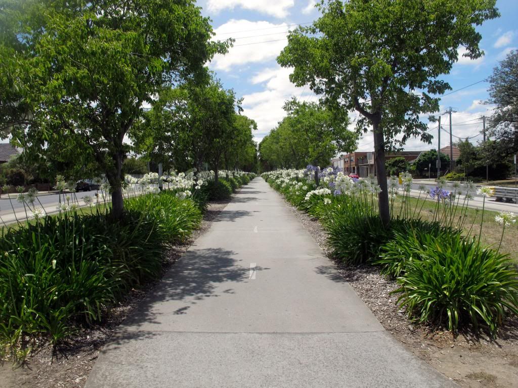 Agapanthus-St-Georges-Rd