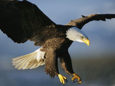 Bald-Eagle_zpsb1cf2ac9.jpg