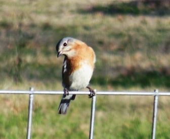 photo bird_zpsa2479332.jpg