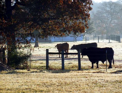 photo cattle_zps7096e100.jpg