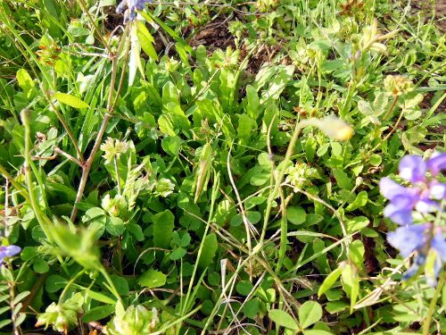 photo grasshopper_500_zpsfefbfe0e.jpg