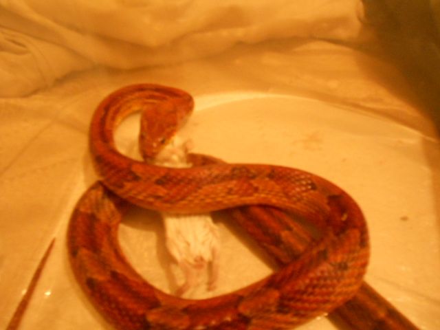 DSCN0577_zpsa68e8456.jpg