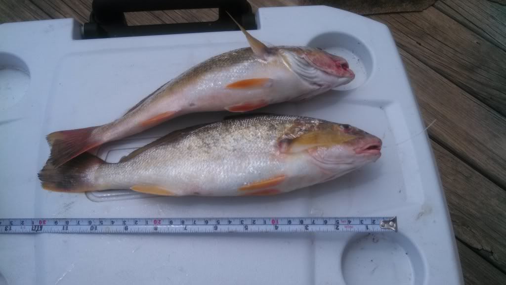 Fishing around Colonial Beach VA?