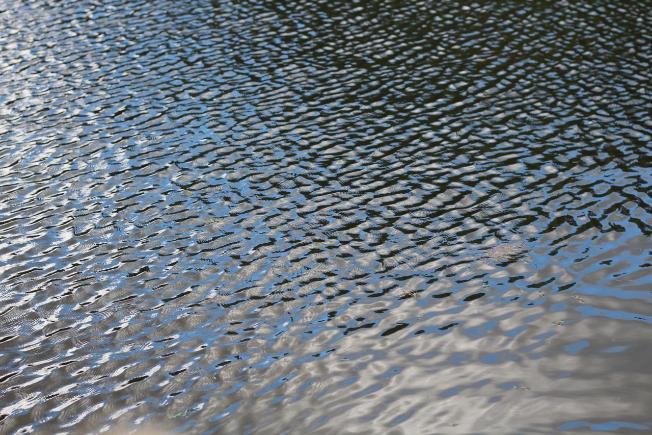 little waves on the surface of the pond at Menotomy Rocks Park -- there are tiny waves on each little wave